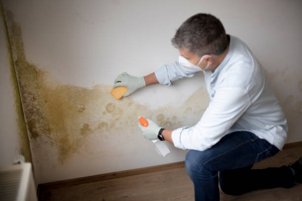 Mold Odor Removal Services in Newbern, TN